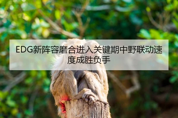 EDG新阵容磨合进入关键期中野联动速度成胜负手